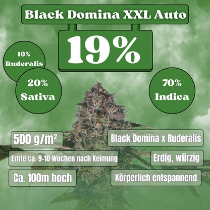 Black Domina XXL Seeds -  Autoflower (19% THC) 🌱