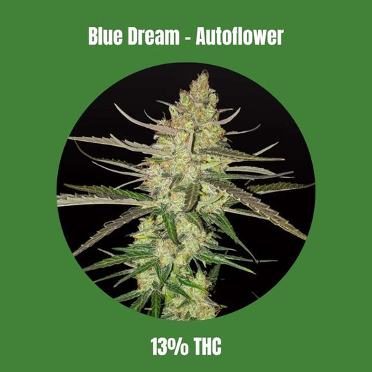 Blue Dream - Autoflower 🌱