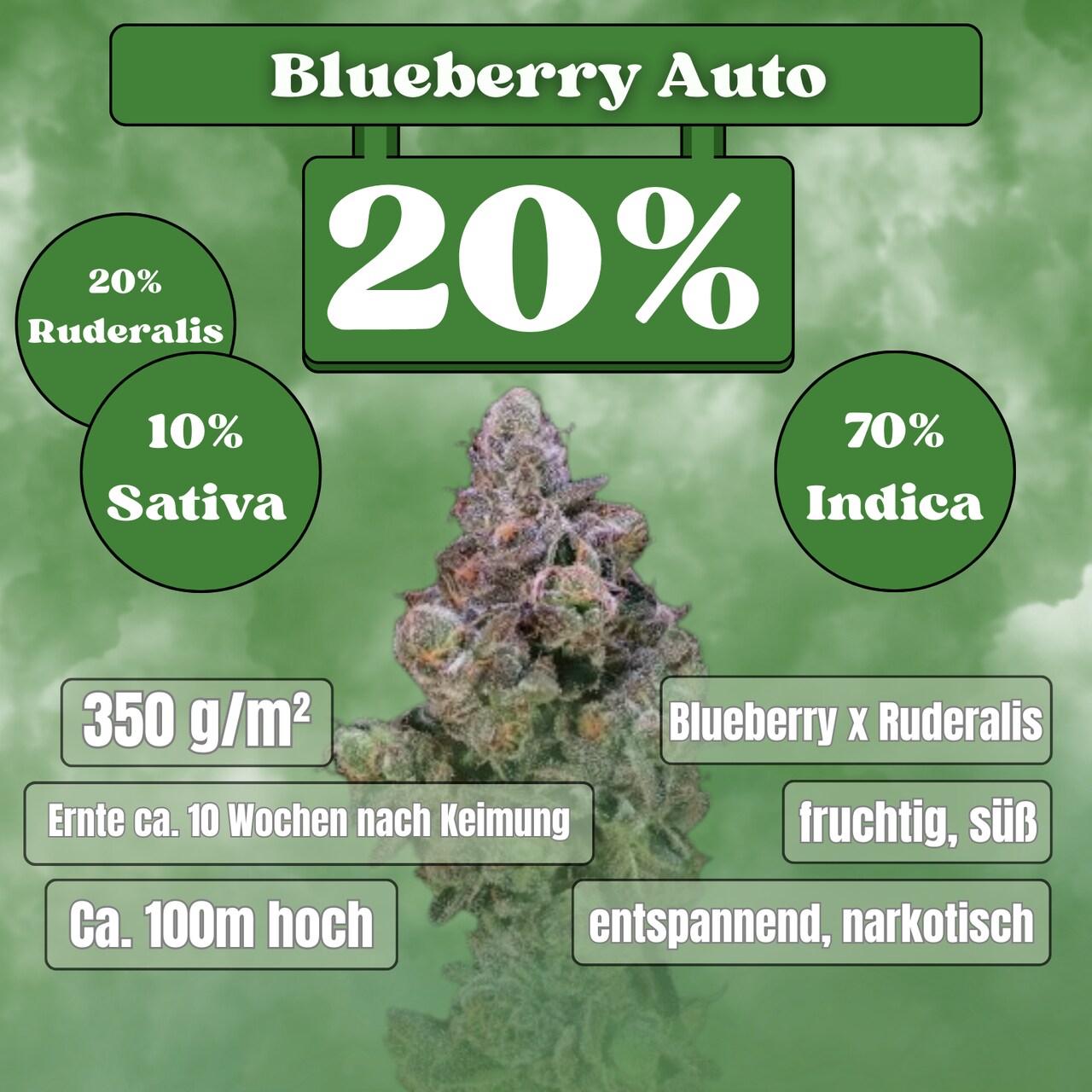 Blueberry Autoflower Samen (20% THC) 🌱