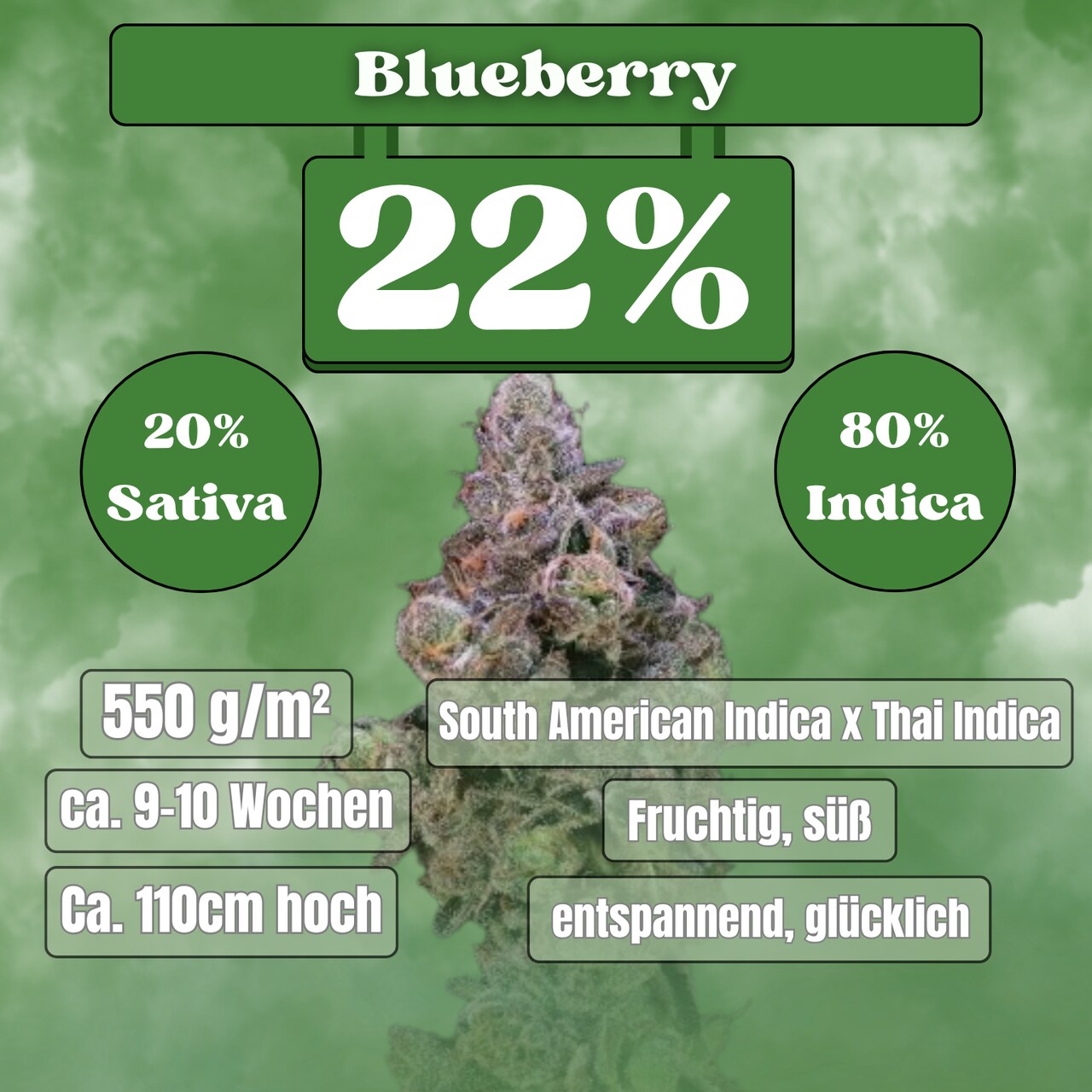 Blueberry Samen - Feminisiert (22% THC) 🌱