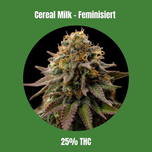 Cereal Milk - Feminisiert 🌱