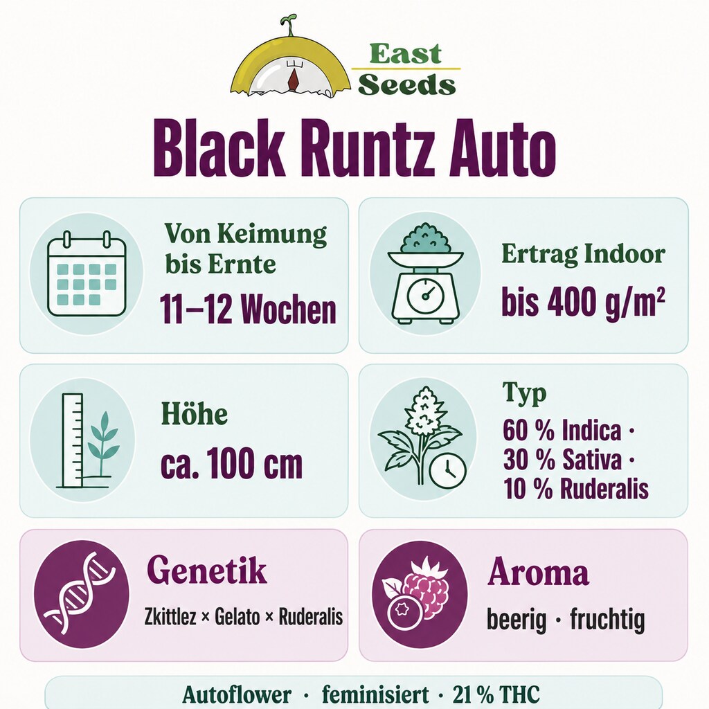 Samen Black Runtz - Autoflower Sorteninformation