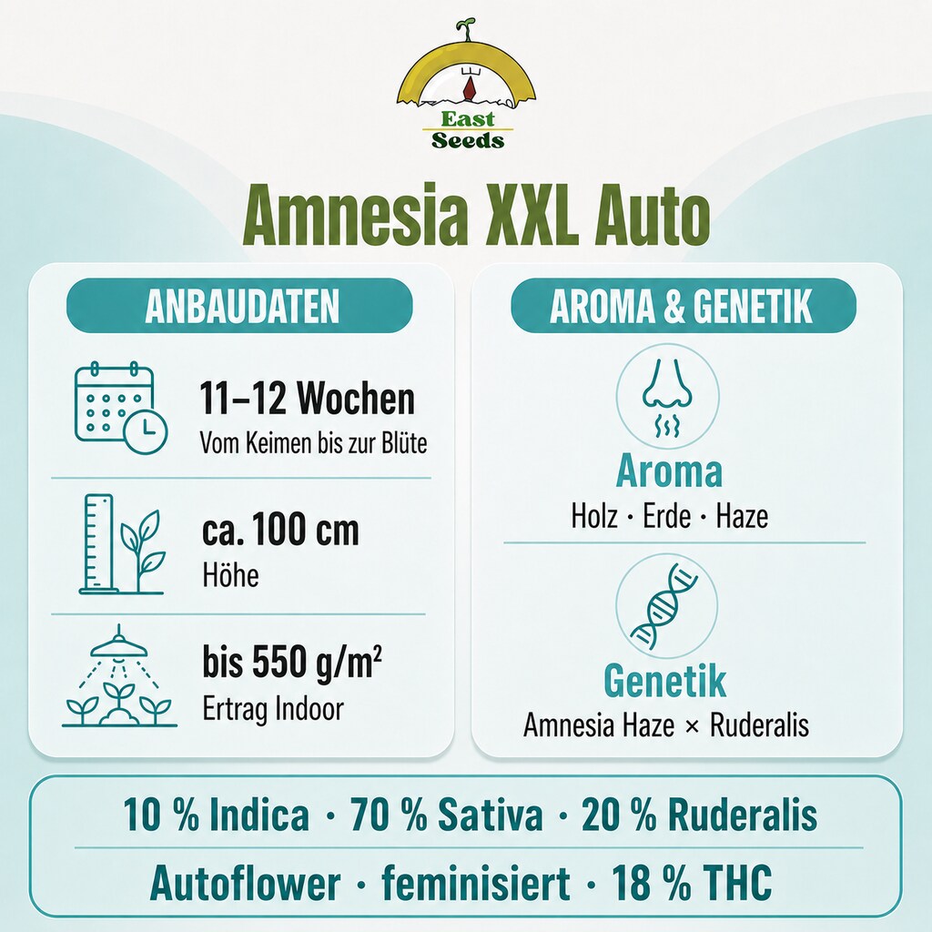 Amnesia XXL - Autoflower Sorteninformationen