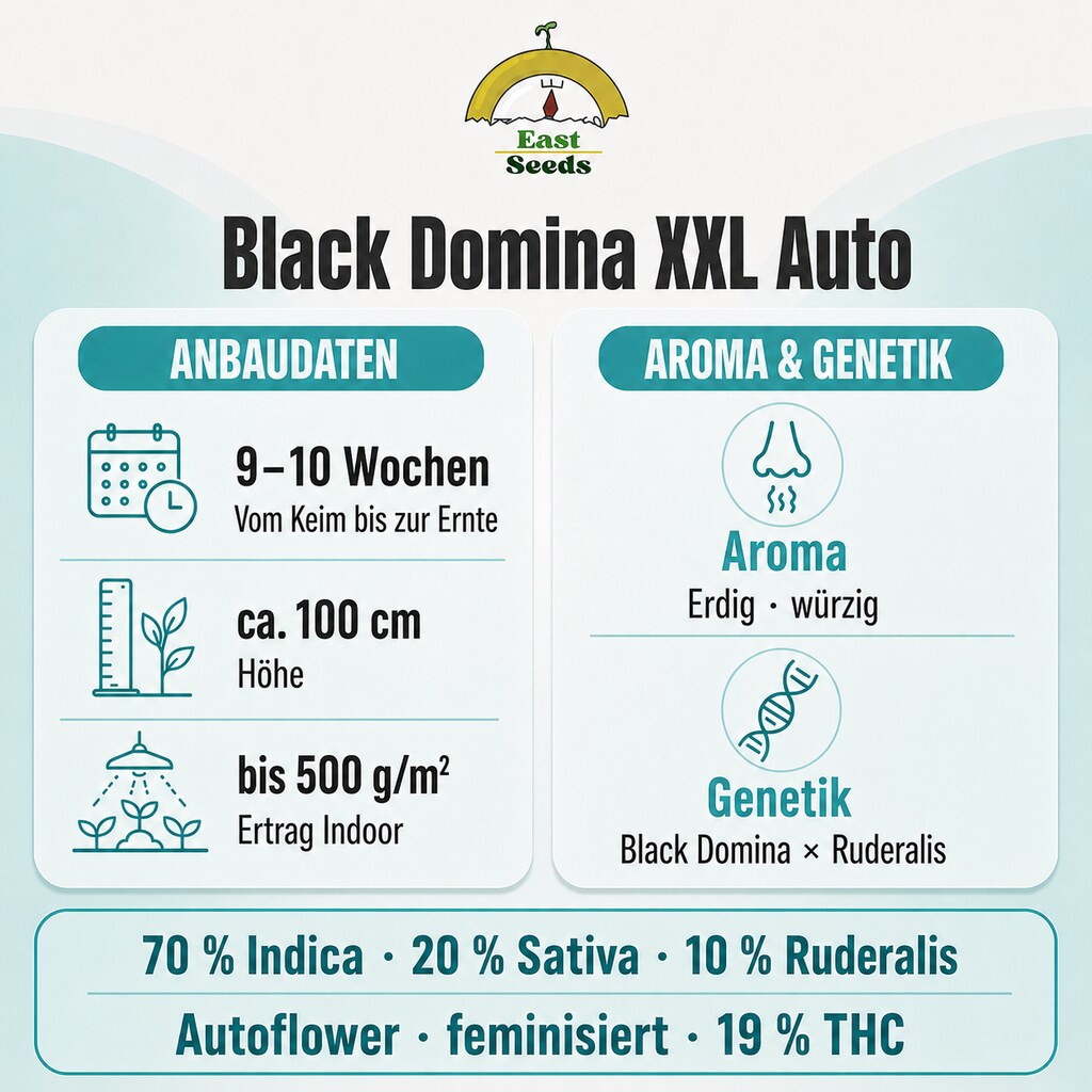 Black Domina XXL -  Autoflower Sorteninformation