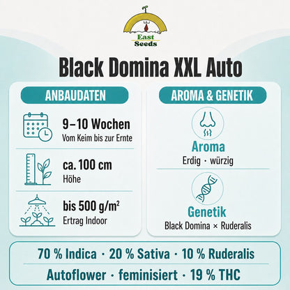 Black Domina XXL -  Autoflower Sorteninformation