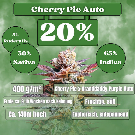 Cherry Pie - Autoflowering (20% THC) 🌱