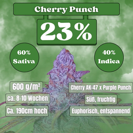Cherry Punch - Feminisiert (23% THC) 🌱