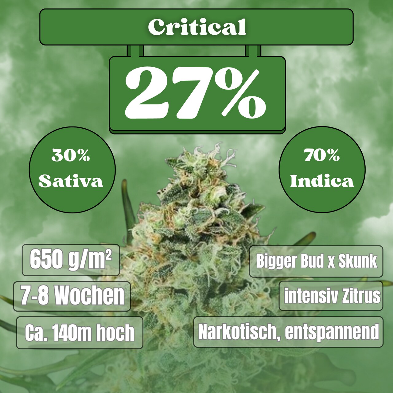 Critical Samen - Feminisiert (26% THC) 🌱