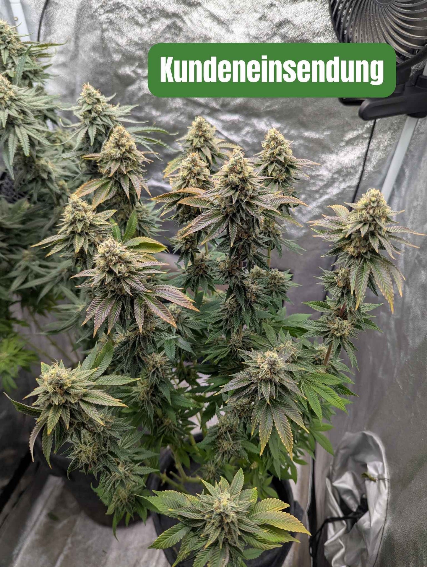 Purple Thai - Kunden Einsendung
