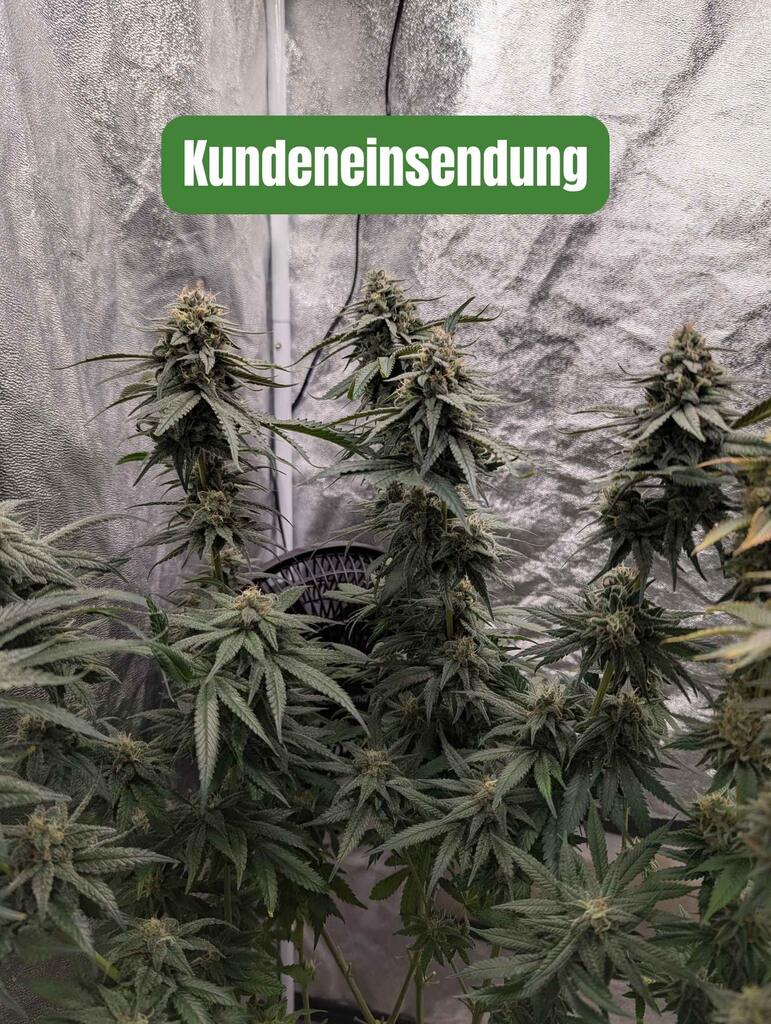 Cali Sunset Sherbet - Kundeneinsendung