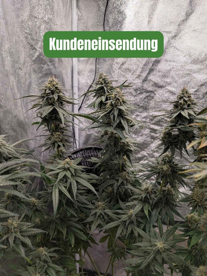 Cali Sunset Sherbet - Kundeneinsendung