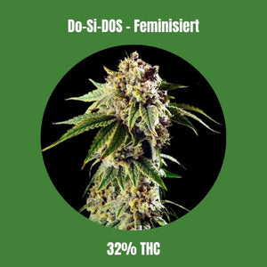 DoSiDos Fem Seeds (32% THC) 🌱