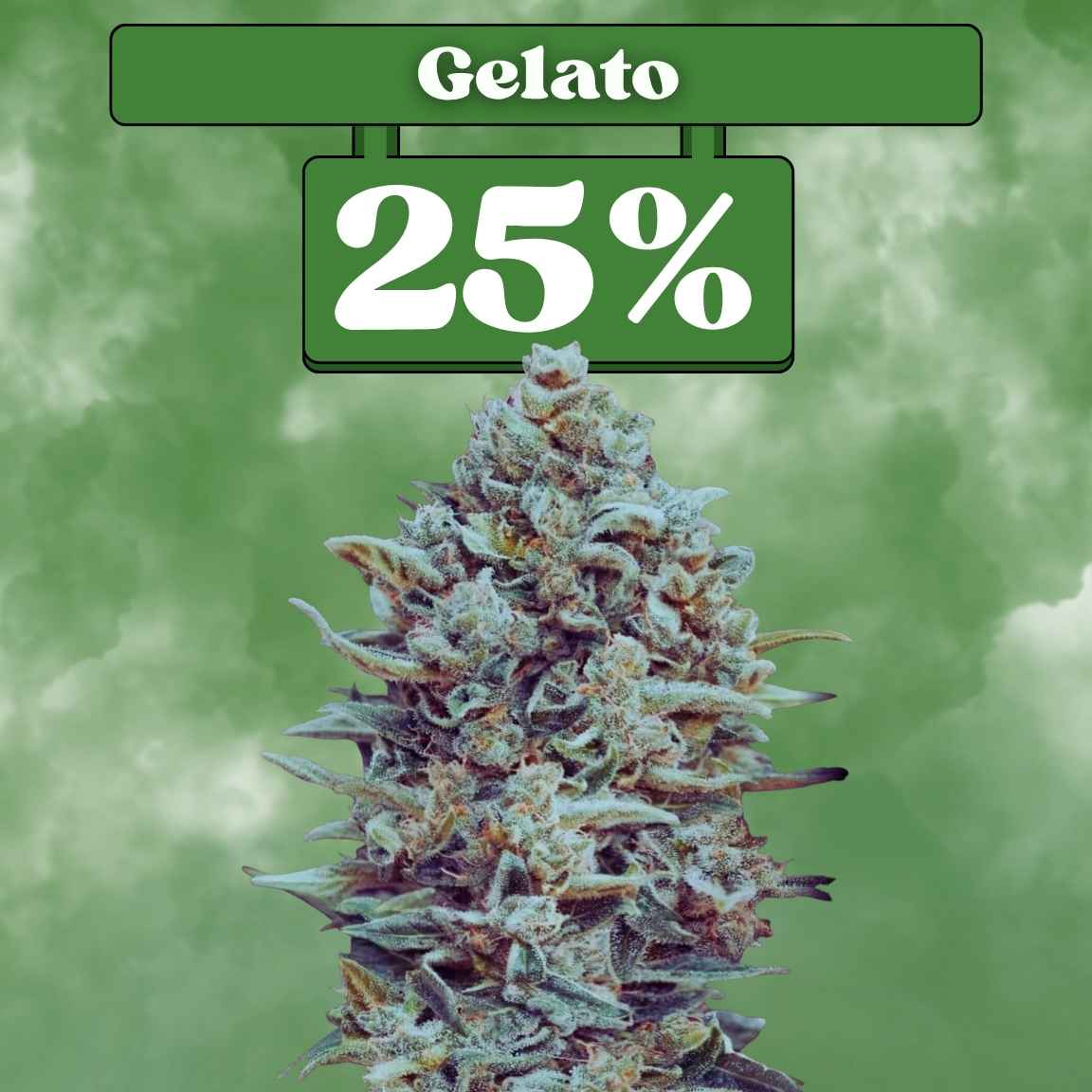 Gelato - Feminisiert 🌱
