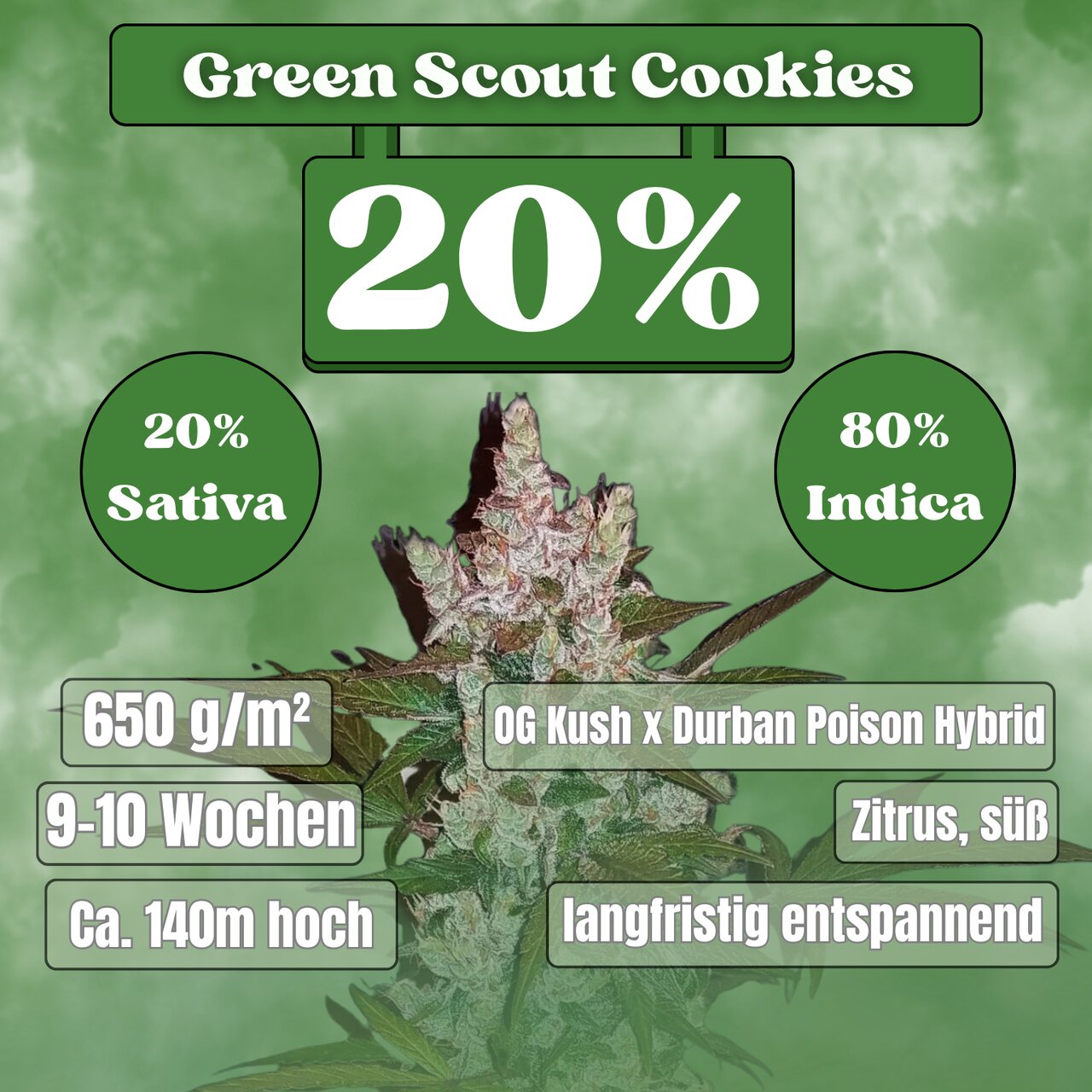 Green Scout Cookies Samen - Feminisiert (20% THC) 🌱
