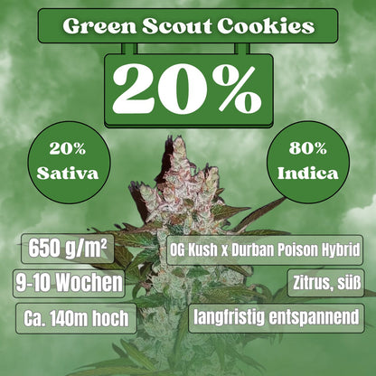 Green Scout Cookies Samen - Feminisiert (20% THC) 🌱