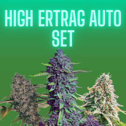 Cannabissamen Set - High Ertrag - 3x3 Samen auto