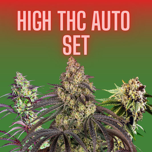 Cannabissamen Set - High THC Autoflower