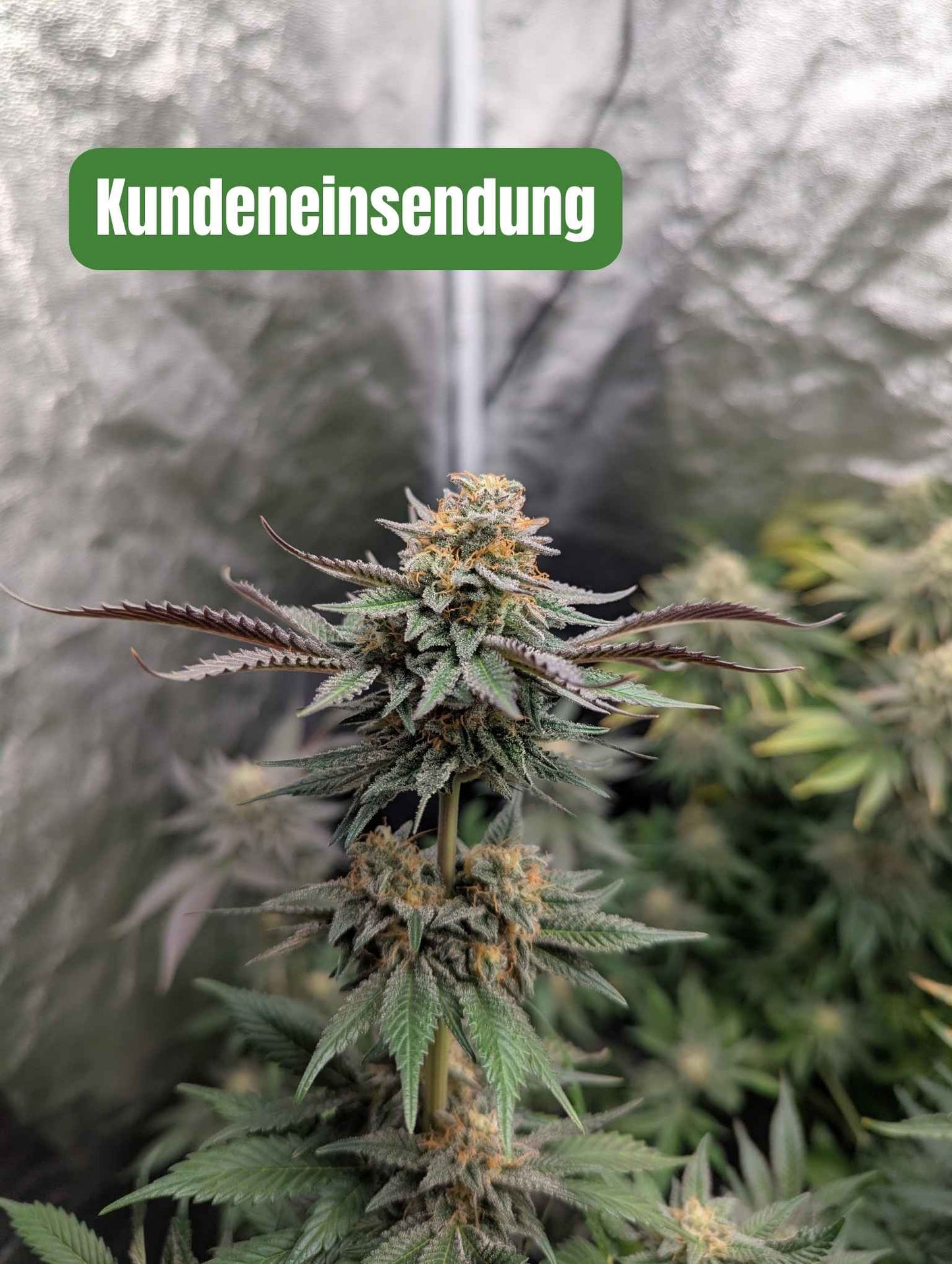 Purple Thai - Kunden Einsendung