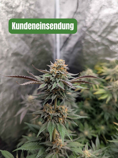 Purple Thai - Kunden Einsendung