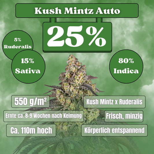 Cali Kush Mintz - Autoflower (25% THC) 🌱