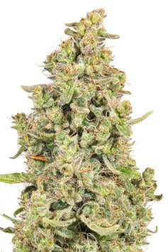 JYM's Lemon Q
