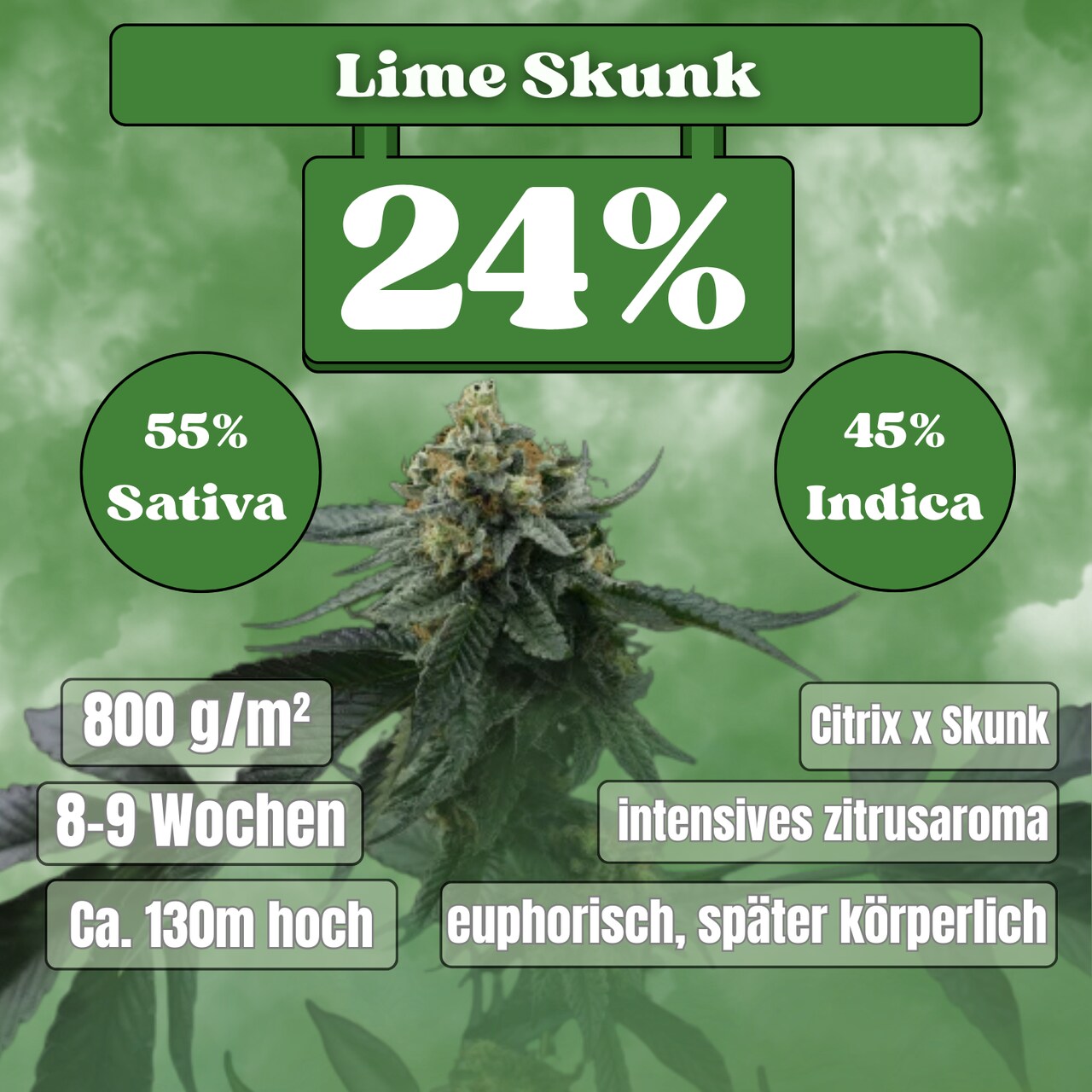 Green Scout Cookies Samen - Feminisiert (20% THC) 🌱