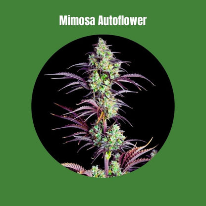 Mimosa - Autoflowering (27% THC) 🌱