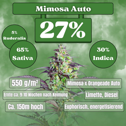 Cali Mimosa - Autoflowering (27% THC) 🌱
