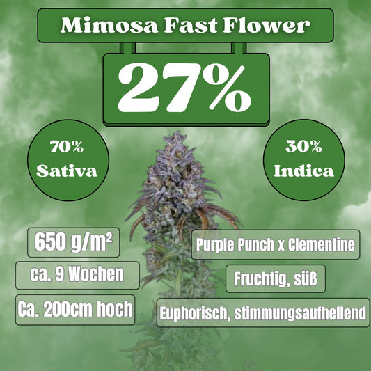 Cali Mimosa Fast Flowering (27% THC) 🌱