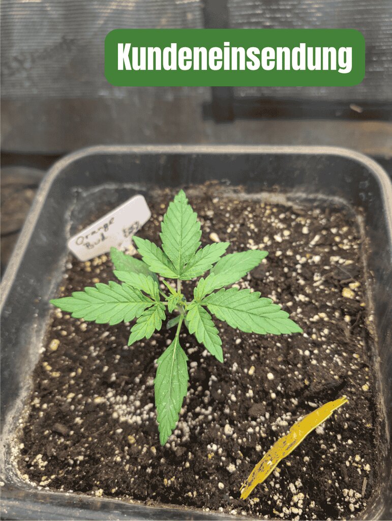 Orange Bud Auto Kundeneinsendung