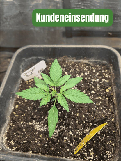 Orange Bud Auto Kundeneinsendung