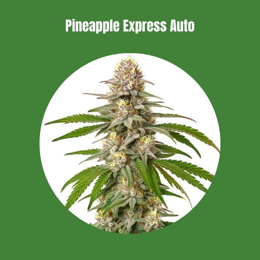 Pineapple Express - Autoflower (20% THC) 🌱