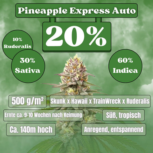 Pineapple Express - Autoflower (20% THC) 🌱