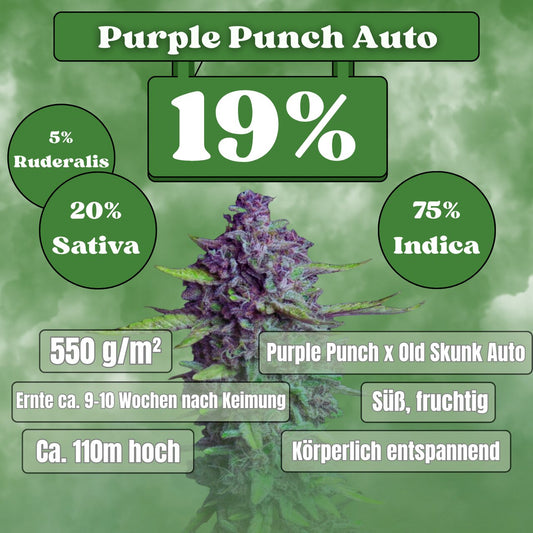 Purple Punch - Autoflowering (19% THC) 🌱