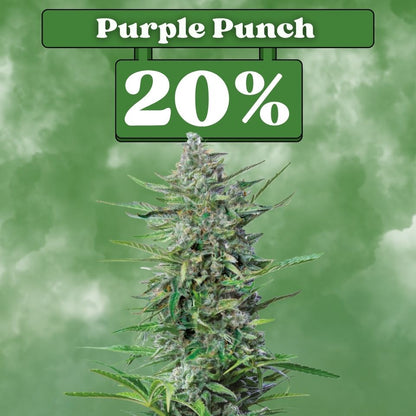 Purple Punch Samen - Feminisiert 🌱