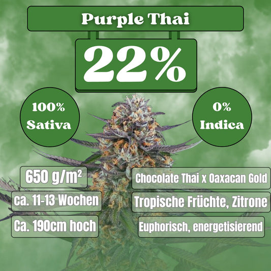 Purple Thai - Feminisiert (22% THC) 🌱
