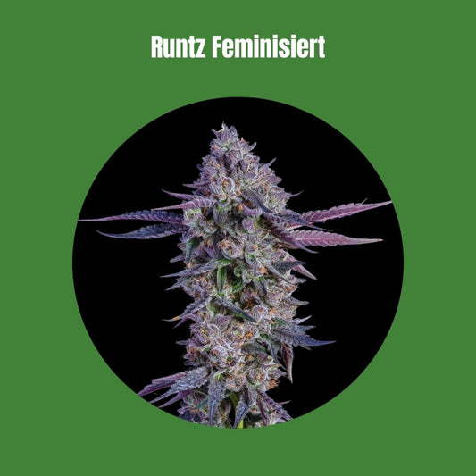 Cali Runtz - Feminisiert (29% THC) 🌱