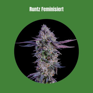 Cali Runtz - Feminisiert (29% THC) 🌱