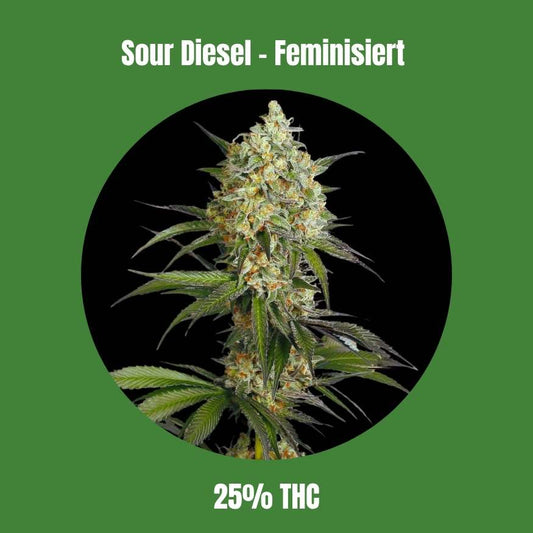 Sour Diesel - Feminisiert 🌱