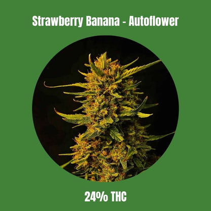 Strawberry Banana - Autoflower 🌱