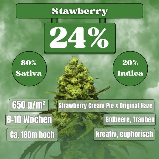 Strawberry Samen - Feminisiert (24% THC) 🌱