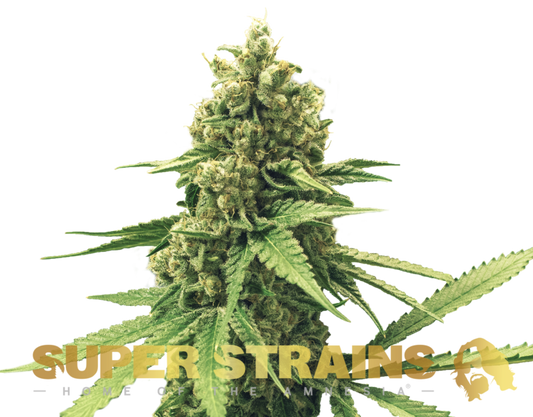 Super Strain Seeds - Autoflowering - DFA (21% THC) 🌱