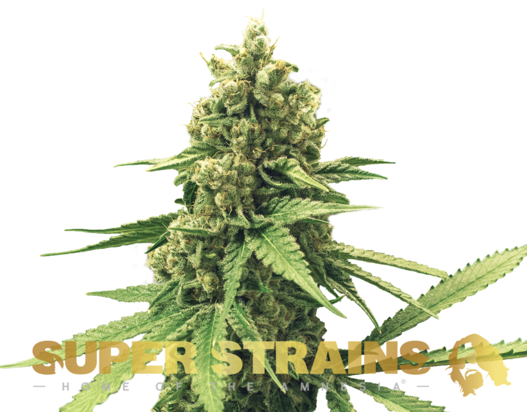 Super Strain Seeds - Autoflowering - DFA (21% THC) 🌱