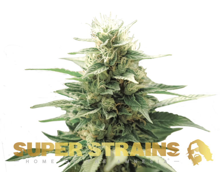 Super Strain Seeds - Autoflowering - FINI (21% THC) 🌱