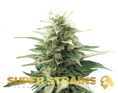 Super Strain Seeds - Autoflowering - FINI (21% THC) 🌱