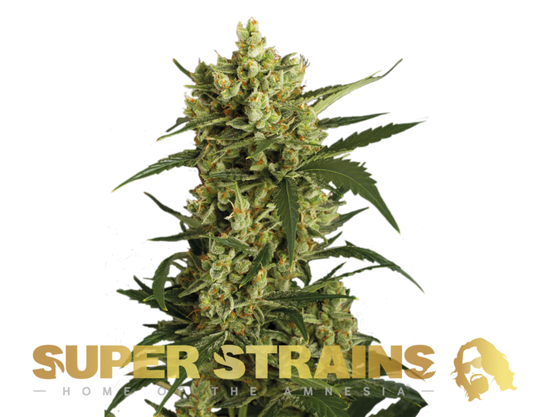 Super Strain Seeds - Crackers (26% THC) 🌱