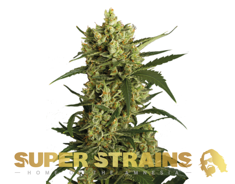 Super Strain Seeds - Crackers (26% THC) 🌱