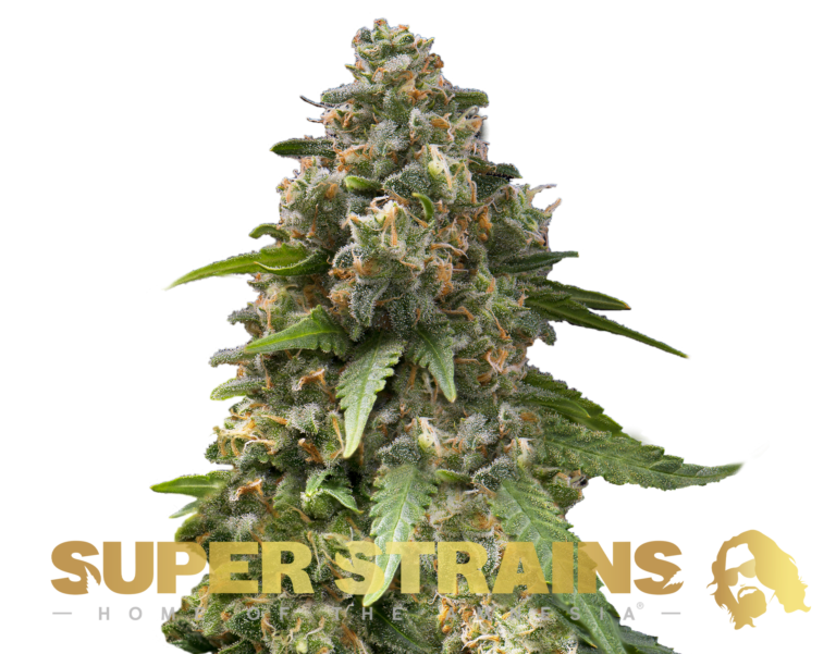 Super Strain Seeds - Enemy of the State (23% THC) 🌱