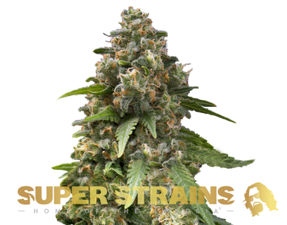 Super Strain Seeds - Enemy of the State (23% THC) 🌱