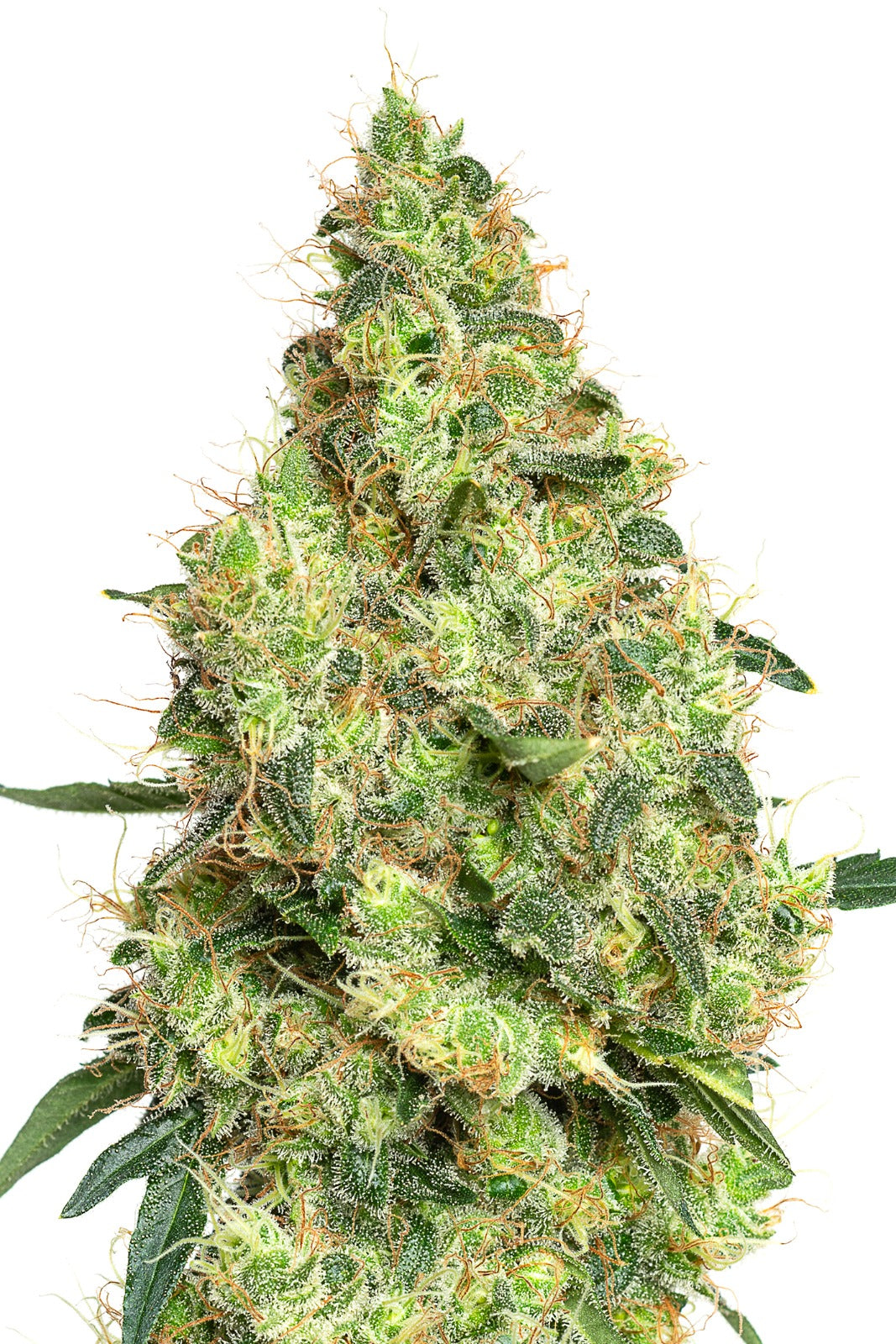 JYM's Tangerine